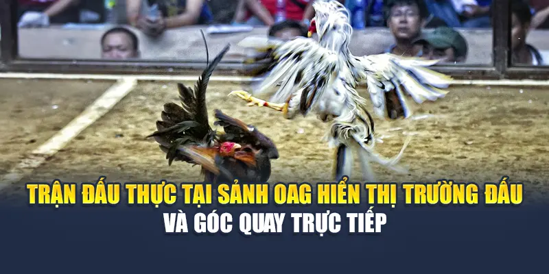 Trận đấu thực tại sảnh OAG hiển thị trường đấu và góc quay trực tiếp