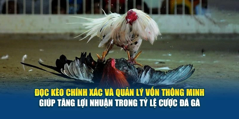 Đọc kèo chính xác và quản lý vốn thông minh giúp tăng lợi nhuận trong tỷ lệ cược đá gà